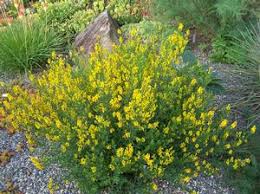 Image result for Genista