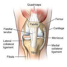 Knee tendons diagram 13 current symptoms were considered present if the athlete had a nirschl score of 1 or more and the area of pain marked on the knee diagram was directly over the proximal part of the patellar tendon the cranial cruciate ligament ccl the ccl number 4 on diagram counters the. Patellar Tendonitis Jumper S Knee Johns Hopkins Medicine