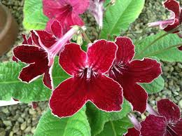Image result for Streptocarpus buchananii