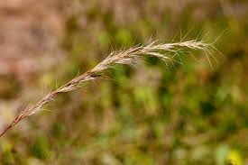 Image result for Aristida adscensionis