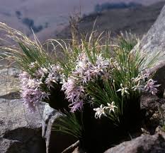 Image result for Xerophyta wentzeliana