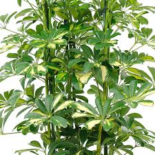 Über bilder, die blütenfarbe und form zeigen, wird eine. Schefflera Strahlenaralien Pflege 123zimmerpflanzen