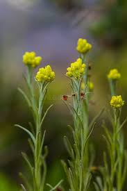 Image result for Helichrysum cooperi