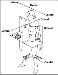 Anatomical Planes Jpg 524 682 Medical Anatomy Medical Studies Medical School Studying