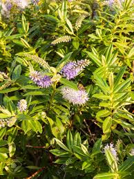 Vomiting, heavy breathing, lethargy, stomach ache and coma in the worst cases. Beautiful Small Spirals Of Pink And White Flowers Front Garden Shrub Essex England Uk Stock Photo Picture And Royalty Free Image Image 88027092