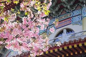 Kết quả hình ảnh cho xem ảnh hoa anh túc