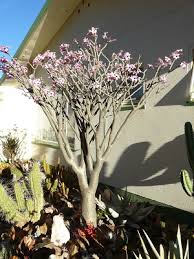 Image result for Adenium boehmianum