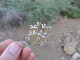 Image result for Kohautia cynanchica