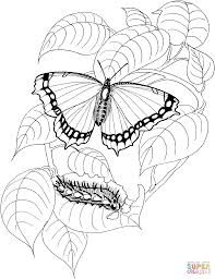Play mlp %20coloring queen chrysalis coloring page online. Caterpillar To Butterfly Coloring Page Novocom Top