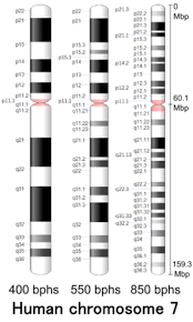 Coiled bundles of dna and proteins, containing hundreds or thousands of genes. Chromosome 7 Wikipedia