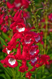Pin On Flowers