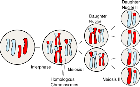 Check spelling or type a new query. 7 5 Sexual Reproduction Meiosis And Gametogenesis Biology Libretexts