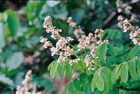 Image result for Dalbergia