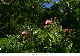 Image result for Samanea saman