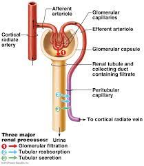 Pin On Chapter 23 The Urinary System