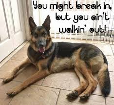 I Just Love These Dogs So Thankful For The One I Have German Shepherd Funny Dogs German Shepherd Puppies