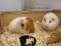 Pin On Cuteness Overload