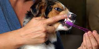 We did not find results for: How To Brush Your Dog S Teeth For Strong Dental Health Daily Paws