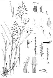 Image result for Eragrostis tenuifolia