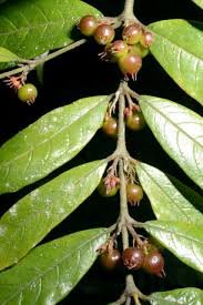 Image result for Pauridiantha paucinervis