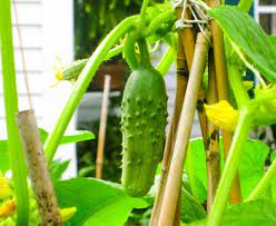 Maybe you would like to learn more about one of these? 2019 Update What To Plant In July Kevin Lee Jacobs