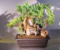 In traditional japanese folklore, this animal is responsible for playing tricks on people, so when a tanuki is involved, nothing is quite what it appears. Juniper Bonsai Tree Phoenix Graft Juniper Procumbens Nana