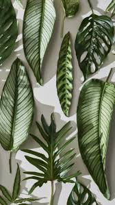 Tropical Leaves Zomerachtergronden Achtergronden Wallpaper Achtergronden