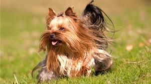 Because they have long coats, they need to have baths regularly, so their coats should be kept in yorkshire terrier cuts, mainly for convenience and hygiene. Yorkie Shedding How Much Do Yorkshire Terriers Shed