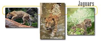 Maybe you would like to learn more about one of these? Jaguars Info And Games