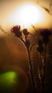 The yumthang valley or sikkim valley of flowers sanctuary, is a nature sanctuary with river, hot springs, yaks and grazing pasture on rolling meadows surrounded by the himalayan mountains in the north sikkim district of sikkim state in india. Sunrise Summer Light Bloom Grass In The Morning Flowers Lockscreen Wallpaper Piqsels