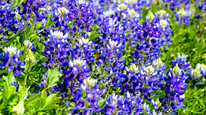 The album was produced by gregg perry. 10 Gorgeous Blue Wildflowers To Surround Your Garden With Garden And Happy