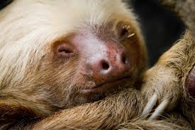 I'm sure you don't have to chase it around the house. Can You Keep A Sloth As A Pet Here S The Real Answer Pet Ponder