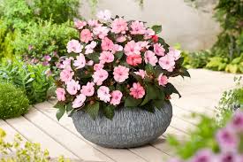 Image result for Impatiens kivuensis
