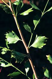 Image result for Microcharis latifolia