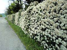 Sono davvero molte le tipologie presenti a delimitare campi e giardini, aree verdi e parchi. 25 Idee Su Siepi Siepi Giardino Siepi Da Giardino
