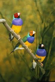 Rainbow Birds Goruntuler Ile Papaganlar Rengarenk Kuslar Kus Gozlemciligi