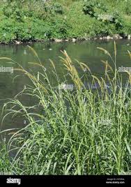 Image result for Cenchrus purpureus