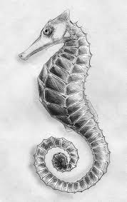 Download Sea Horse Pencil Sketch Stock Illustration Image Of Animal 27116582 Sea Animals Drawings Sea Creatures Drawing Fish Drawings