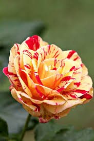 Camille Pissaro Rose Yellow Roses Flowers Beautiful Roses