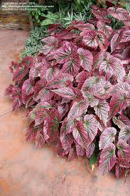 Pin On Begonia