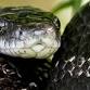 Allegheny County Park Rangers present Mr event image