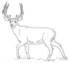 Preschoolers and older kids at school. 46 Deer Coloring Pages Ideas Deer Coloring Pages Coloring Pages Deer