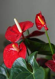Flamingo Lily Anthurium Care Info Houseplant Central Flamingo Plant Anthurium Care Anthurium