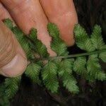 Image result for Asplenium macrophlebium