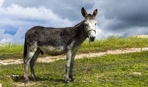 The mule is a 2018 american crime drama film produced and directed by clint eastwood, who also plays the lead role. National Mule Day Top Ten Facts You Never Knew About Mules Express Co Uk