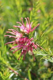 Image result for Grevillea