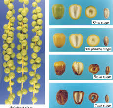 4 different growth and maturity stages of date fruit