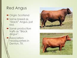 Check spelling or type a new query. Beef Cattle Breeds Ppt Download