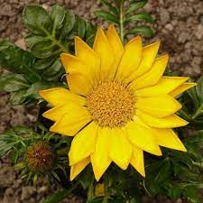 زهرة الذهب in 2021 about flowers plants flowers