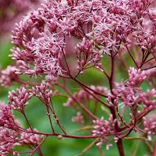 Pin On Garden Trees Bushes Shrubs